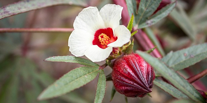 Hibisco ou hibiscus o que e nome cientifico